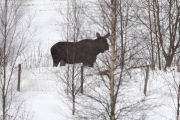 Knut 7 januar 2018 - Familien Elg i Maridalen, og der er den tredje
