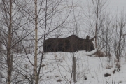 Knut 7 januar 2018 - Familien Elg i Maridalen, og der er den tredje like sta og egen som K...