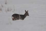 Knut 7 januar 2018 - Rådyr i Maridalen som spretter opp når han tar bilde av Elgene