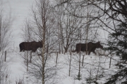 Knut 7 januar 2018 - Familien Elg i Maridalen, og to går videre, hvor er den tredje?