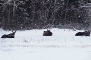 Knut 7 januar 2018 - Familien Elg i Maridalen
