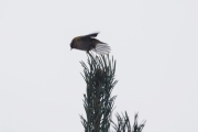 Knut 7 januar 2018 - Rødtoppfuglekongen på Fornebu, ikke så ofte man ser denne fuglen