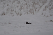 Knut 7 januar 2018 - Rådyr på Kasajordet