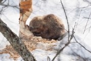 Knut 20 mars 2018 - Se hvordan Beveren gnager