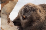 Knut 20 mars 2018 - Gi meg mat ro nå da, sier Beveren