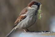 Morten 1 april 2018 - Spurven med plante i nebbet