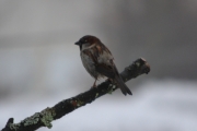 Morten 1 januar 2018 - Sliten fugl