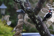 Morten 1 mai 2018 - Flaggspetten og Spurvene