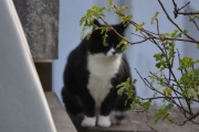 Morten 10 mai 2018 - Katt kommer på besøk