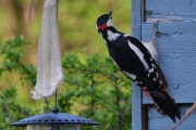 Morten 13 mai 2018 - Flaggspetten på veggen