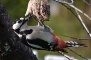 Morten 13 mai 2018 - Flaggspetten på meisbollen