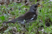 Morten 13 mai 2018 - Gråtrost i Botanisk hage