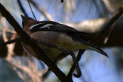 Morten 21 mai 2018 - Bokfinken i Botanisk hage