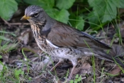 Morten 21 mai 2018 - Gråtrosten i Botanisk hage