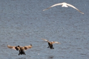 Morten 23 juni 2018 - Fugler inn for landing på Bogstadvannet absolutt litt fly
