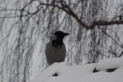 Morten 25 februar 2018 - Høyenhall-tur, men jeg hører en Kråke når jeg går inn i Furuveien