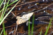 Morten 26 mai 2018 - Rare dyr i Våler i Solør