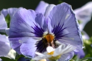Morten 27 juni 2018 - Humla og blomsten