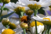 Morten 27 juni 2018 - Humla og blomsten