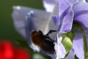 Morten 27 juni 2018 - Humla og blomsten