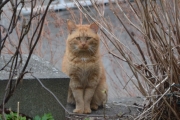 Morten 28 april 2018 - En Katt i hagen