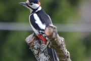 Morten 29 april 2018 - Flaggspetten og Fugletreet