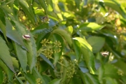 Morten 29 juni 2018 - Hele klatreplanten er full av veps
