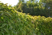 Morten 29 juni 2018 - Hele klatreplanten er full av veps