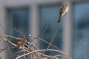 Morten 4 mars 2018 - En tur i botanisk hage, akkurat som hjemme, de står stille i lufta