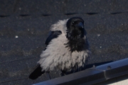 Morten 8 juni 2018 - Kråka på besøk, sånn blir jeg når jeg blåser meg opp