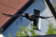 Morten 8 juni 2018 - Kråka på besøk, nå gidder jeg ikke mere