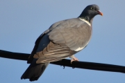 Morten 9 juni 2018 - En Ringdue tror jeg på ledningen