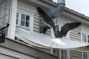Torsdag Måke i Ølgaarden