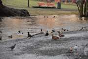 Møteplassen for alle fuglene her nede ved Anker Parken tydeligvis