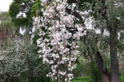 13 mai 2018 - Blomster i Botanisk hage