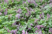13 mai 2018 - Blomster i Botanisk hage