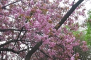 13 mai 2018 - Blomster i Botanisk hage