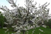 13 mai 2018 - Blomster i Botanisk hage