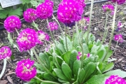 13 mai 2018 - Blomster i Botanisk hage