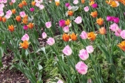 13 mai 2018 - Blomster i Botanisk hage