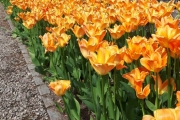 13 mai 2018 - Blomster i Botanisk hage