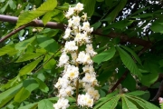 13 mai 2018 - Blomster i Botanisk hage