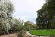 13 mai 2018 - Blomster i Botanisk hage