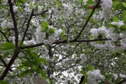 13 mai 2018 - Blomster i Botanisk hage
