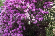 13 mai 2018 - Blomster i Botanisk hage