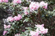 13 mai 2018 - Blomster i Botanisk hage