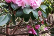 13 mai 2018 - Blomster i Botanisk hage