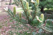 13 mai 2018 - Blomster i Botanisk hage