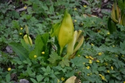 13 mai 2018 - Blomster i Botanisk hage