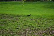 Ny fugl på den grønne gressplenen